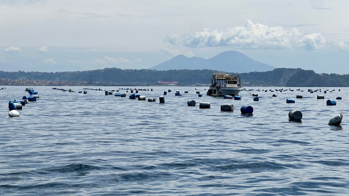 BACOLI/ Riapre l’allevamento di cozze a Cento Camerelle