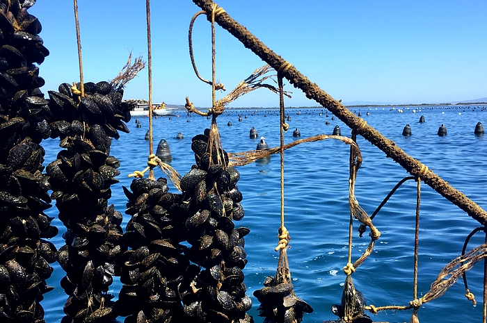 BACOLI/ Epatite, le cozze del lago Fusaro trasferite a Nisida