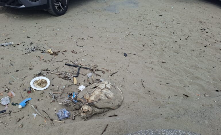 POZZUOLI/ Caretta caretta trovata morta nel parcheggio della spiaggia libera
