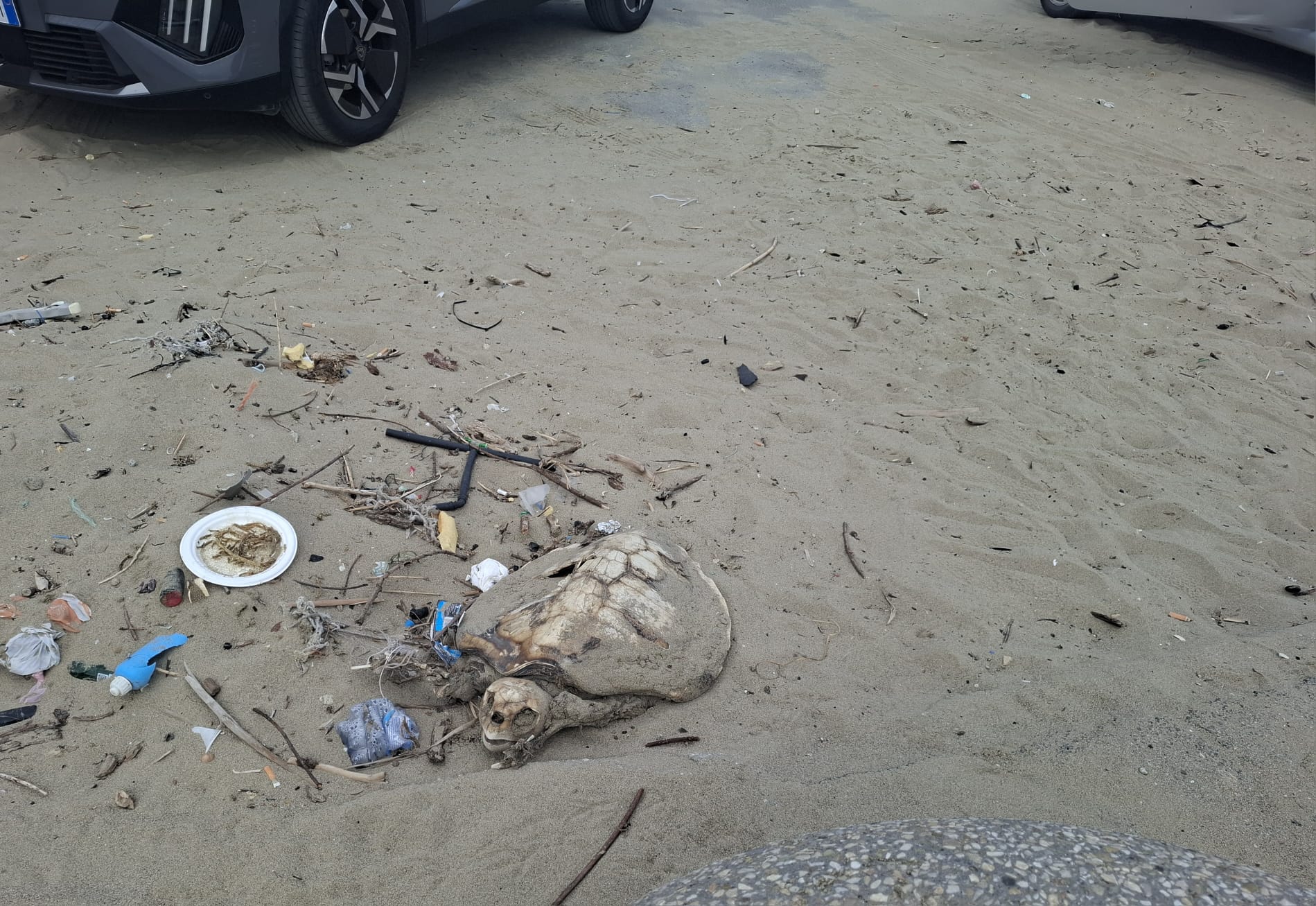 POZZUOLI/ Caretta caretta trovata morta nel parcheggio della spiaggia libera