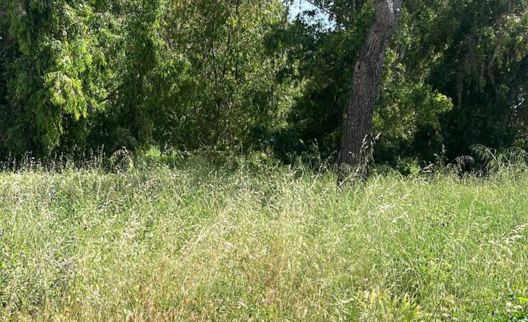 POZZUOLI/ «Monterusciello invaso da erbacce e sterpaglie»