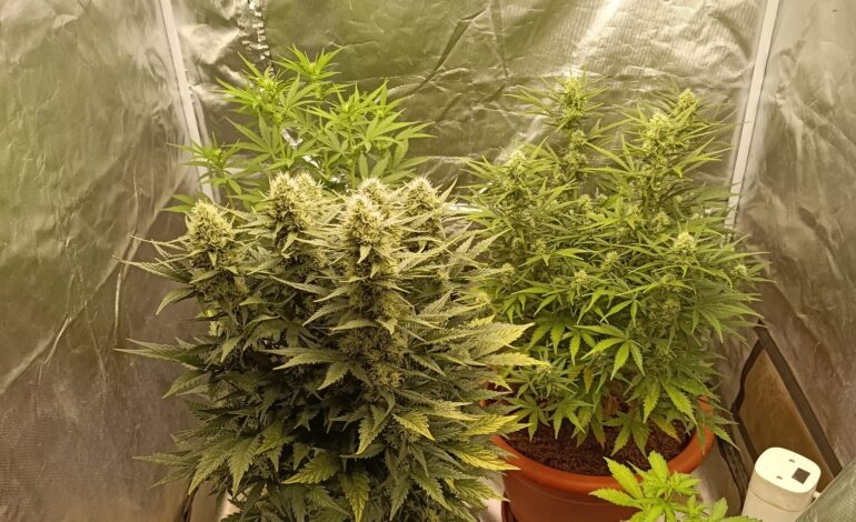 POZZUOLI/ Nascondeva piantagioni di marijuana a casa della fidanzata a Licola: arrestato 32enne