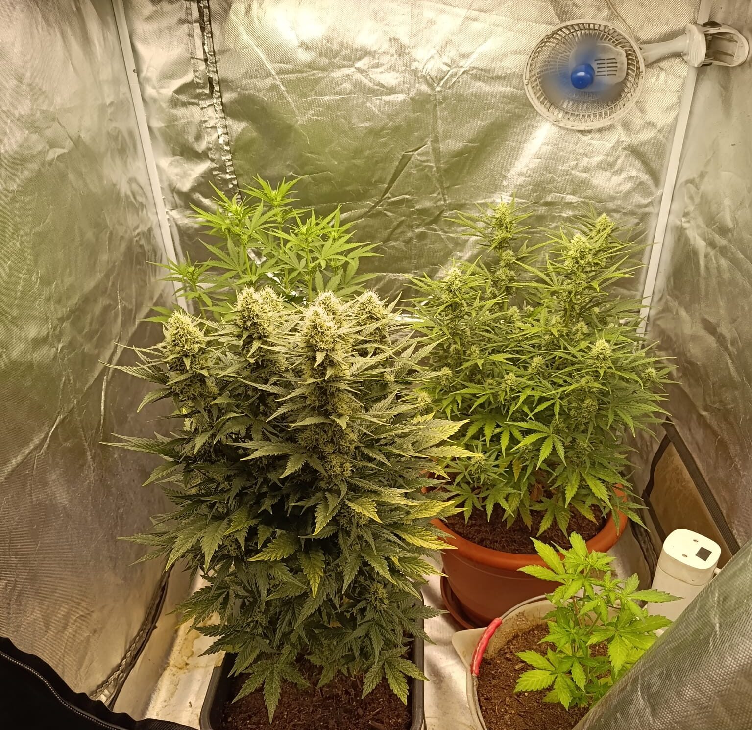 POZZUOLI/ Nascondeva piantagioni di marijuana a casa della fidanzata a Licola: arrestato 32enne