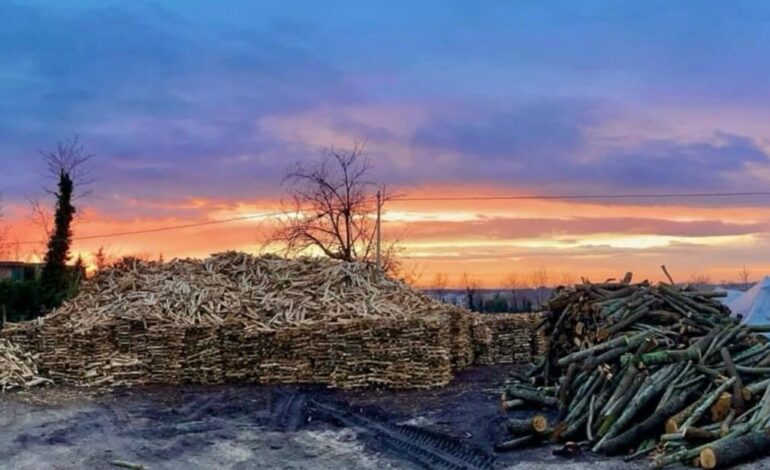 Legna di qualità per pizze d’eccezione: Wood Point di Pozzuoli al “Coca Cola Pizza Village”