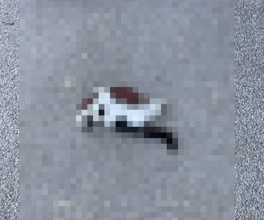 POZZUOLI/ «Strage di gatti sul lago d’Averno»