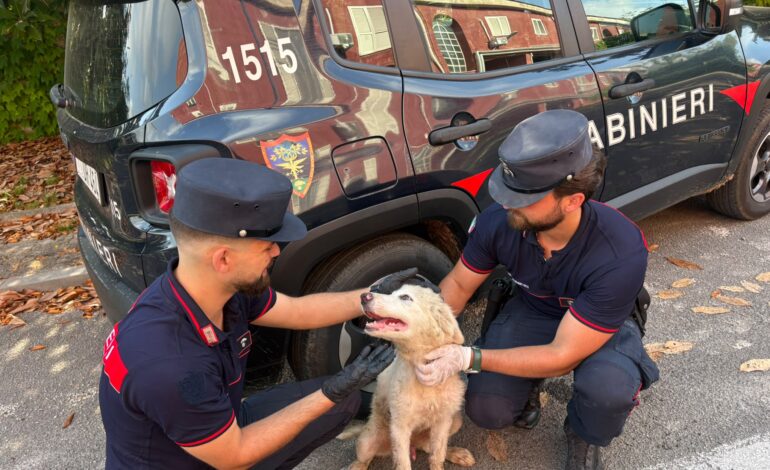 BACOLI/ Abbandona un cucciolo di cane, individuato e denunciato dalla Guardia Forestale
