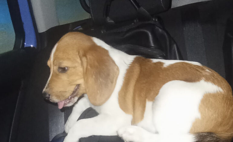 Poliziotti salvano un cane sulla Tangenziale