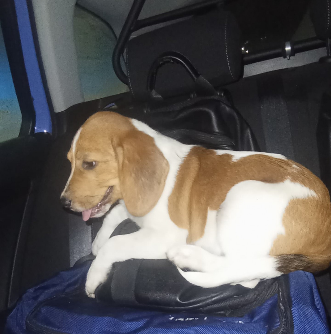 Poliziotti salvano un cane sulla Tangenziale
