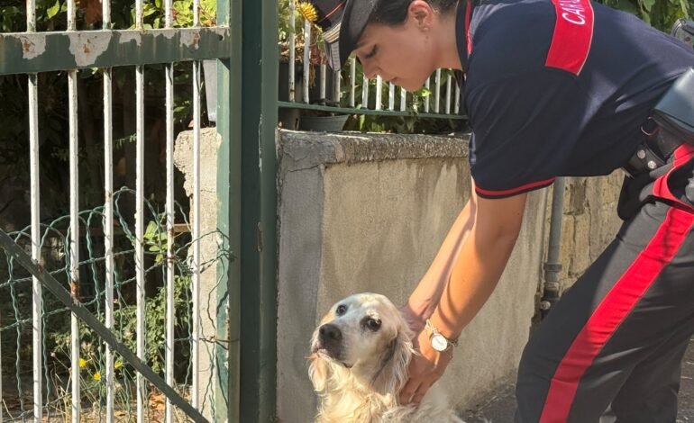 POZZUOLI/ Carabinieri salvano un cane nel “Parco Olivetti”