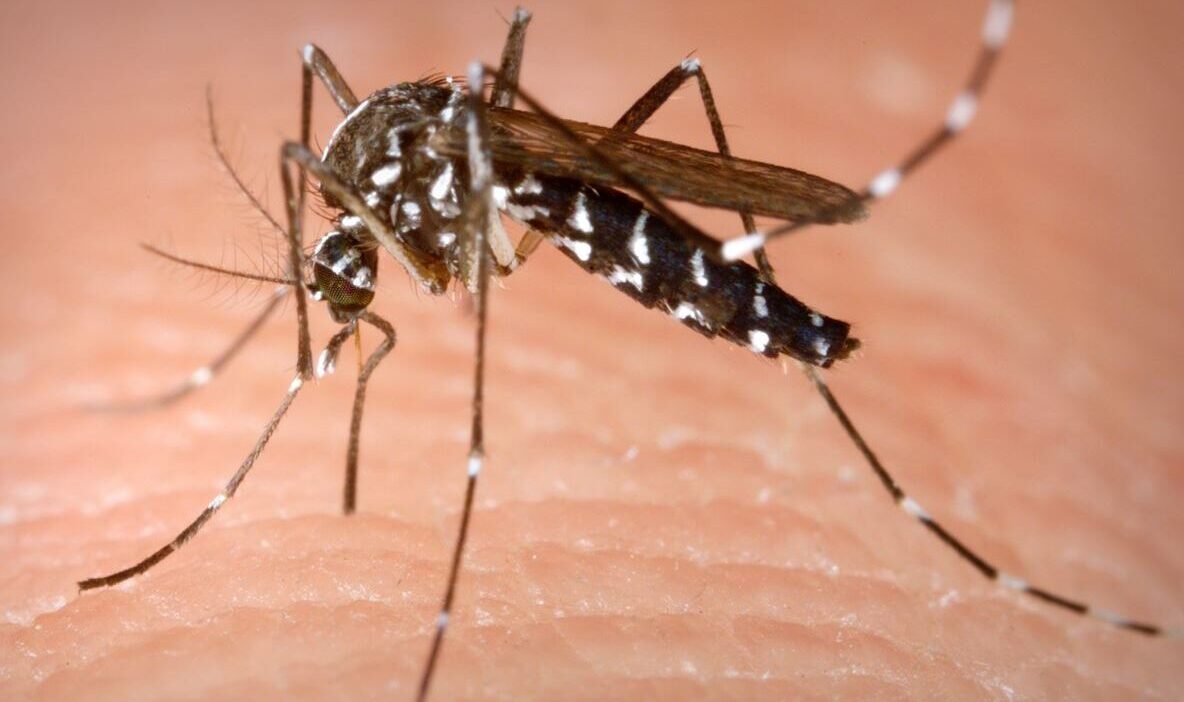 West Nile, confronto all’Asl Napoli 2 Nord con i sindaci: scatta la task force per la prevenzione