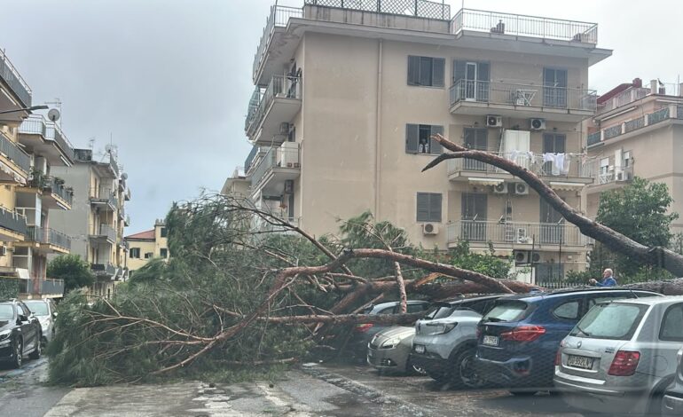 Maltempo, a Pozzuoli albero crolla e finisce sulle auto in sosta
