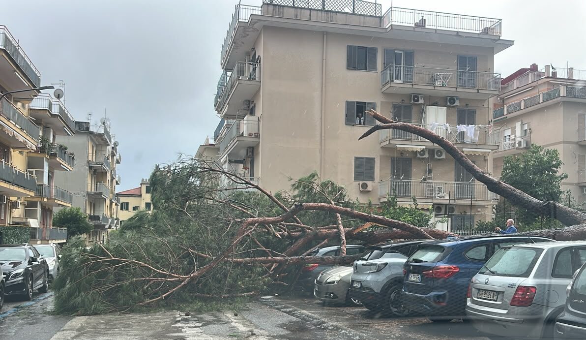 Maltempo, a Pozzuoli albero crolla e finisce sulle auto in sosta