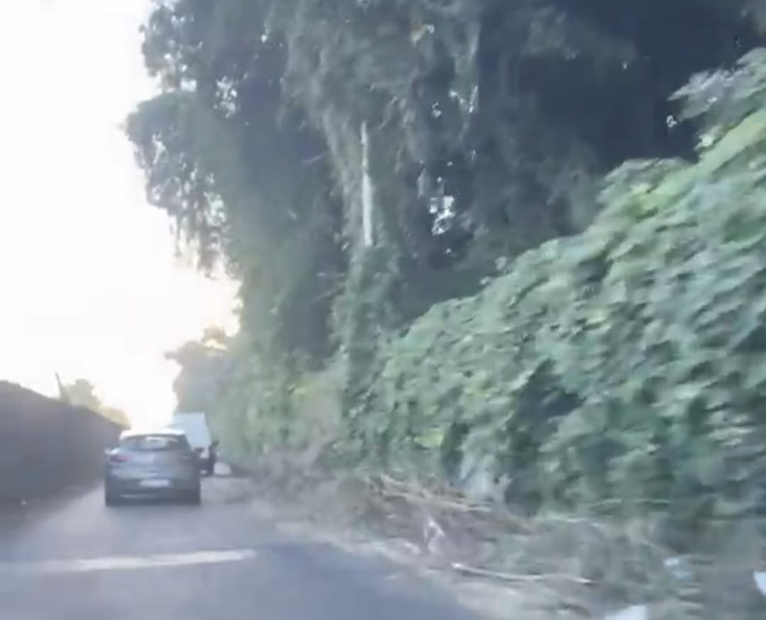 POZZUOLI/ «Sterpaglie tagliate e non rimosse da due settimane in via Reginelle»